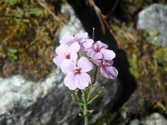 Cardamine raphanifolia acris
