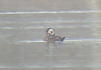 Common Scoter