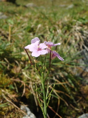 Cardamine raphanifolia acris