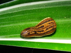Haemadipsa picta