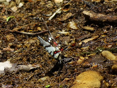 Protographium epidaus