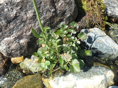 Cardamine raphanifolia acris