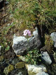 Cardamine raphanifolia acris