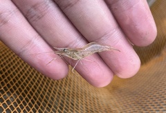 Macrobrachium equidens