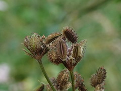 Torilis japonica