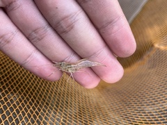 Macrobrachium equidens