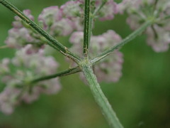 Torilis japonica