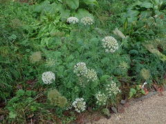 Daucus carota