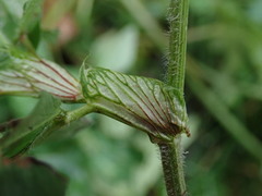 Trifolium pratense