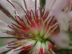 Trifolium pratense