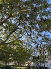 Delonix regia flavida