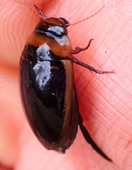 Hydaticus aruspex