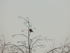 Turdus pilaris