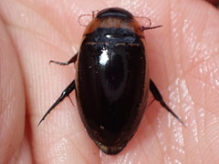 Hydaticus aruspex