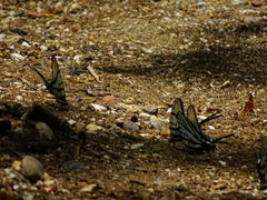 Protographium epidaus