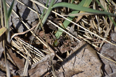 Cicindela purpurea