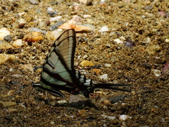 Protographium epidaus