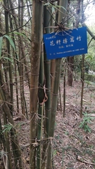 Bambusa pervariabilis