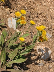 Pentanema helenioides