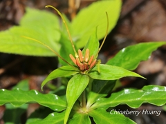 Paris polyphylla stenophylla
