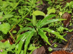 Paris polyphylla stenophylla