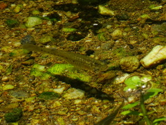 Largespot Livebearer photo 2