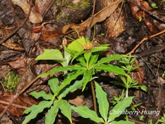 Paris polyphylla stenophylla