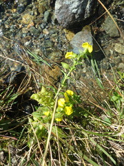 Rhynchocorys elephas