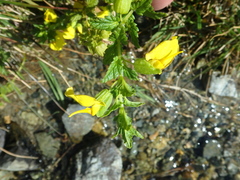 Rhynchocorys elephas