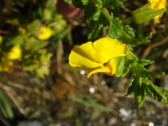 Rhynchocorys elephas