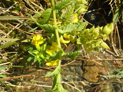 Rhynchocorys elephas