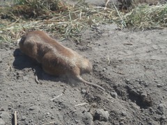 Cratogeomys merriami