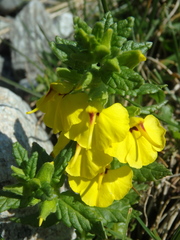 Rhynchocorys elephas