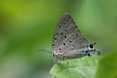 Pseudolycaena marsyas