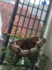 Tanaecia trigerta