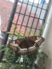Tanaecia trigerta
