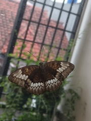 Tanaecia trigerta