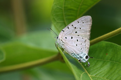 Pseudolycaena marsyas