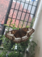 Tanaecia trigerta