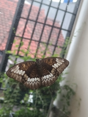 Tanaecia trigerta