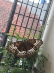 Tanaecia trigerta