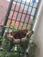 Tanaecia trigerta