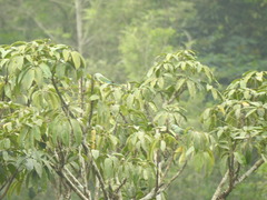 Psittacula columboides