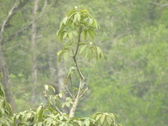 Psittacula columboides