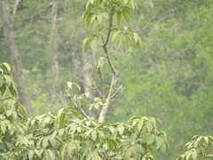 Psittacula columboides