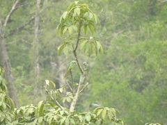 Psittacula columboides