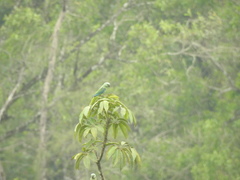 Psittacula columboides