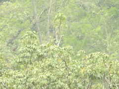 Psittacula columboides