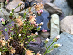 Erigeron morrisonensis morrisonensis