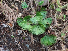 Actiniopteris radiata